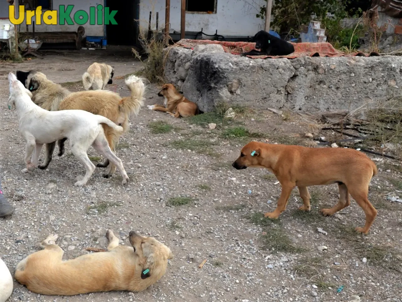 Şanlıurfa'da Vahşi Sokak Köpekleri Tehlike Saçıyor!