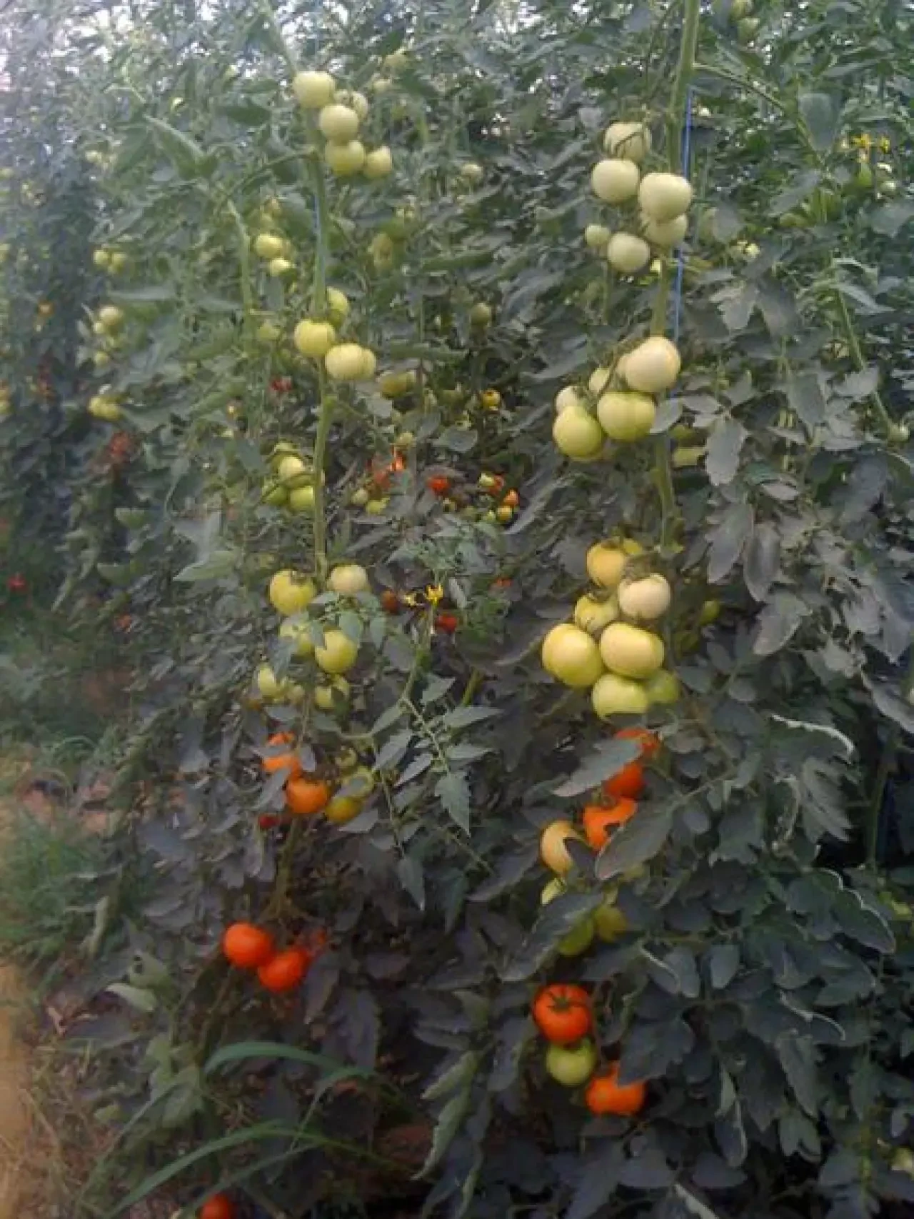 Şanlıurfa, Bölgenin Ekonomisine Canlılık Katıyor