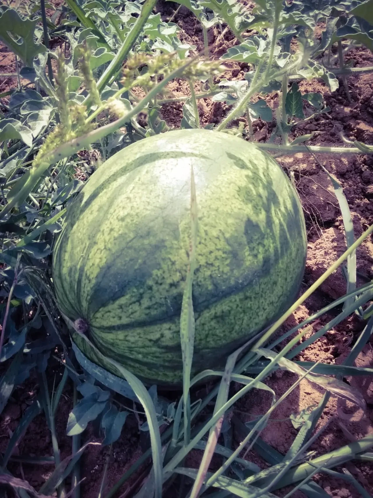 Milli tarımımızın gücüne güç katan ATA Tohumlarımız artık satışta!