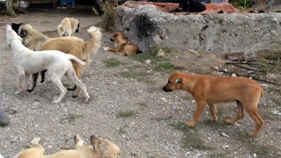 Şanlıurfa'da Vahşi Sokak Köpekleri Tehlike Saçıyor!