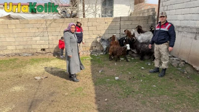 Siverek'te Yaşanan Hayvan Hırsızlığı Olayıyla İlgili 7 Kişi Gözaltına Alındı